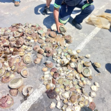 Cape Town police arrest suspect with R120,000 worth of abalone