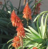 IN THE GARDEN | Aloes in our flower basket