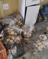 Two arrested during major perlemoen bust