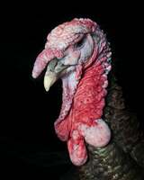 JD Vance Rants About Thanksgiving Turkey In Front Of American Troops