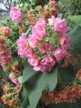 IN THE GARDEN | Pretty in pink Dombeya