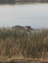 Plett nature reserve is new home for Cape Flats hippo