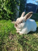DELORIS KOAN | Hop reigns eternal: the story of Pattern, one of God’s creatures