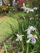 IN THE GARDEN | Which plants to buy now that spring is in the air