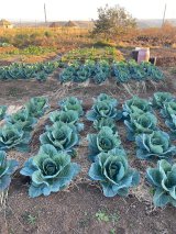 Community food gardens planting hope to counter starvation, poverty