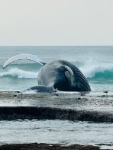 Eastern Beach closed after whale carcass discovered close to shore