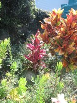 IN THE GARDEN | Plants of every stripe