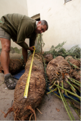 Syndicate blamed for theft of precious cycads