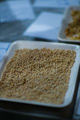 Tiger Brands plans not to import small white beans to can Koo baked beans