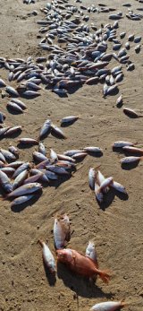 Hundreds of dead fish strewn on Blue Horizon Bay Beach