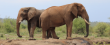 How booming elephant numbers are reshaping SA’s savanna trees