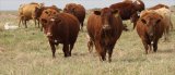 Case of foot and mouth disease detected at SA's largest cattle feedlot