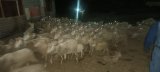 Police recover livestock worth R1m in Qumbu and Tsolo