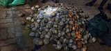Eastern Cape police crack down on poachers