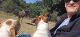 WATCH | Wildebeest chose two Jack Russells and a farm manager to spend her last days with