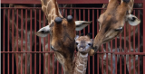 Pretoria Zoo celebrates World Giraffe Day by welcoming newborn calf Enzo