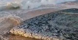 Sardine run forces municipalities to ban swimming at beaches