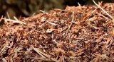 WATCH | Can a tiny ant make a big difference for Britain’s forests?