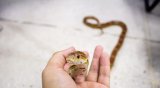 Snake season is here: they have come out of hibernation and are hungry
