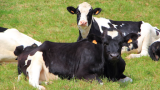 Foot and mouth disease management areas lifted in Eastern Cape, Limpopo