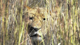 Police chase escaped lion back into northern KZN game reserve