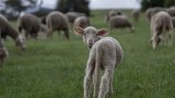 FOUR PAWS report reveals shocking truths about live lamb cutting in the fashion industry