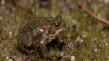 Western Cape declares 800-hectare sanctuary for the endangered Moonlight Mountain Toadlet