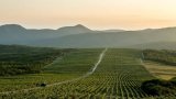 Putin’s push for ‘patriotic’ wine leaves vodka on the rocks
