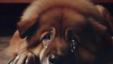 Emotional rescue: SPCA team saves dog guarding deceased owner