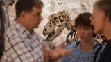 ' Tiny' T-Rex? New discovery settles decades-old debate about diminutive tyrannosaur