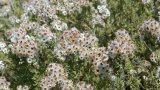 Reviving indigenous crops: a solution to food security challenges in South Africa
