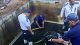 120 fish rescued from contaminated swimming pool in Fish Hoek