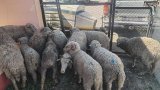 Police recover 31 stolen livestock and arrest two foreign nationals in Bulwer
