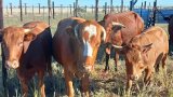 Five men arrested in Nelspruit for allegedly stealing and slaughtering 12 cattle