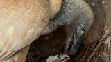 20 vulture chicks hatch at Shamwari Game Reserve, marking a significant conservation milestone
