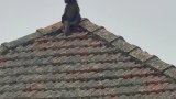 Durban residents on the lookout for a juvenile baboon on the loose