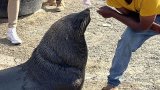 Protecting Cape fur seals: The fight against illegal feeding and harassment