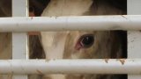 South Africans rally against live animal exports: urgent call to action