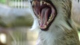 Fur real? Denmark zoo asks pet owners to donate healthy animals to feed its predators