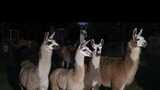Thief nabbed by long arm of the llama