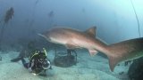 Australia fends off shark bites with new tech and old