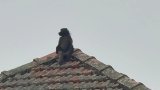 Residents in Durban's Umbilo on alert as juvenile baboon is sighted