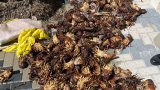 Authorities crack down on West Coast lobster poaching as summer approaches