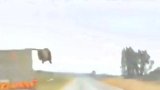 VIDEO: How a lion escaped from a moving truck — prompting government investigations