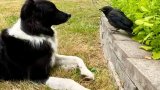 A dog helped an injured wild crow. Now they’re best friends