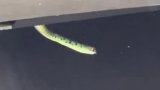 Durban woman’s shocking snake discovery in car prompts netizens to say ‘sell it'