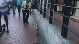 Egyptian geese safely escorted across busy road in Sea Point