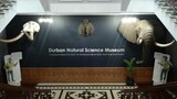 Embrace science: Durban teacher calls for volunteers at the Natural Science Museum