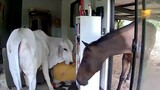 Moo dunnit? Dog lets bull, horse into living room in Australia