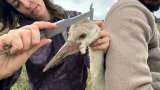 Lara Fuller’s mission to save the wattled crane